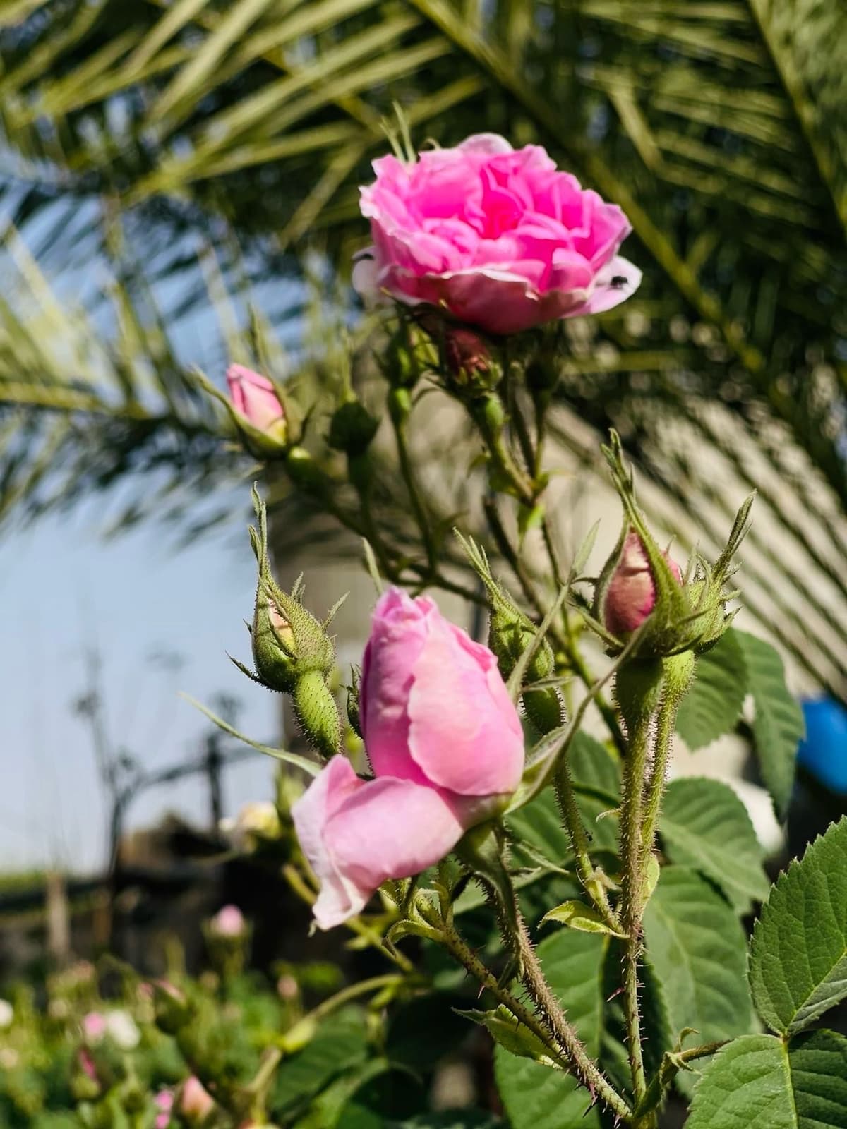 ماء الورد الطائفي الخالص